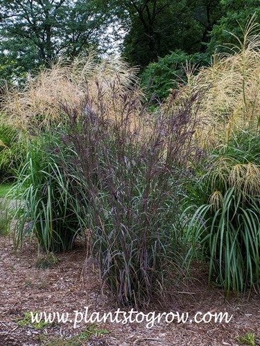 Indian Warrior Big Bluestem (Andropogon gerardii)  
mid September